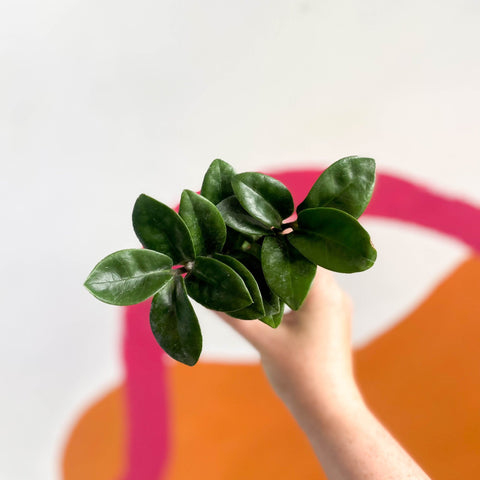 large zz plant uk Zamioculcas zamiifolia 'Zenzi'